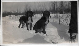 Hunting Dogs in the Snow