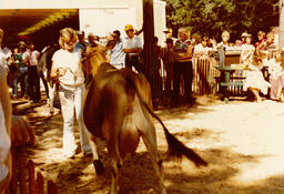 Showing Cattle