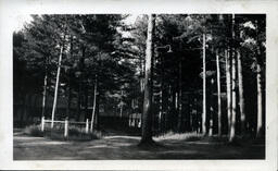 Cabins in the Woods