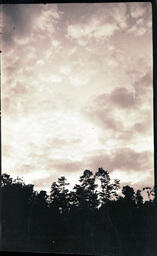 Forest and Sky