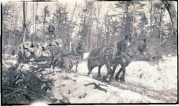 Work Horses Pulling Logs