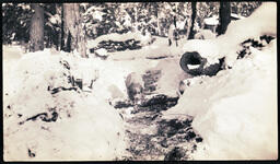 Dog on Snowy Trail