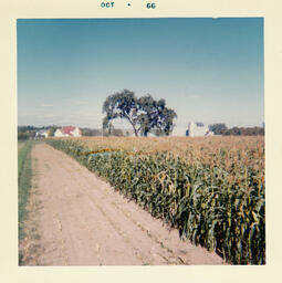 Corn and Lone Elm