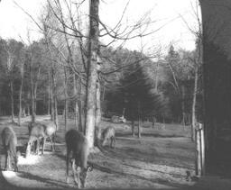 Deer in Presque Isle Park, Marquette, Michigan