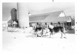 Barn and Horses