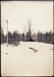 (023-001) Forest and Telephone Pole in Winter