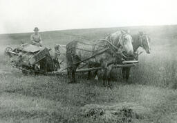 Field hand driving a team through a Morgan Lumber and Cedar Company wheat field