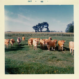 Cows near a Cornfield