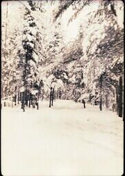 (023-002) Snowy Trees