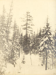 Negaunee trees in winter