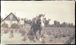 Man and Horse in Field