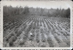 Young Boy in Field with Gun