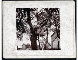 Woman and Child in Tree