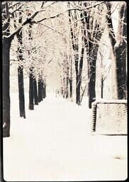 (023-008) Row of Trees on Residential Street in Winter