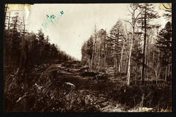 White Pine - Road Being Logged