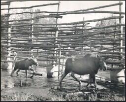 Moose and Moose Calf Running in Enclosure at Camp Cusino, Shingleton, Michigan