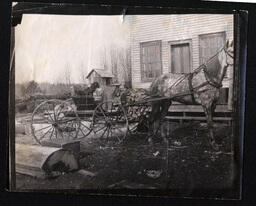 Dog in Horse-Drawn Cart