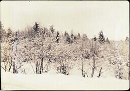 (023-016) Forest in Winter (1 of 2)