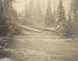 River with fallen tree