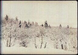 (023-018) Forest in Winter (2 of 2)