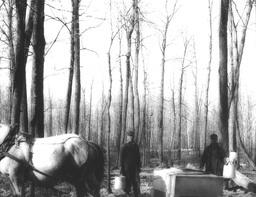 Collecting Sap in Chatham, Michigan