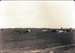 (012-013) Cows in a Field