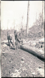 Man and Horses with Log