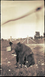 Bear Sitting Down