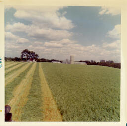 Hay Field