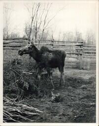 Moose and Moose Calf in Enclosure at Camp Cusino, Shingleton, Michigan