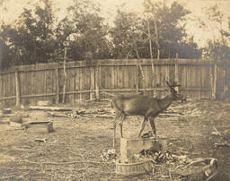 Deer in front of fence