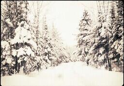 (023-017) Road in Forest in Winter (3 of 3)