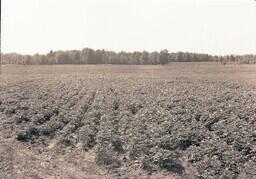 (037-010) Field of Crops on the Henery Brothers' Farm