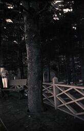 (007-015) Boy Standing on Bench next to Tree