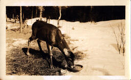 Deer Eating Feed