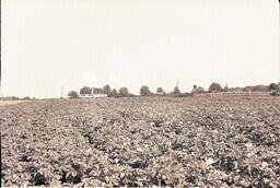 (037-007) Field of Crops on the Henery Brothers' Farm