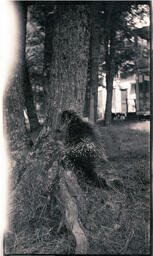 Porcupine on Tree