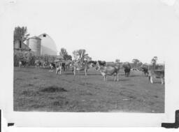 A Field of Cows