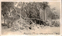 Maple Tree Bent with Snow