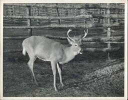 Six-Point Buck in Enclosure at Camp Cusino, Shingleton, Michigan