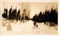 Deer Grazing in Snow