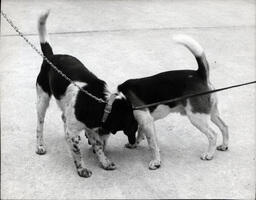 Leashed Dogs Sniffing Each Other (2 of 2)