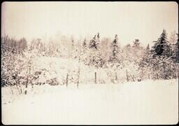 (023-005) Fence and Forest in Winter