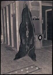 (021-001) Bear Carcass Hanging from Ceiling